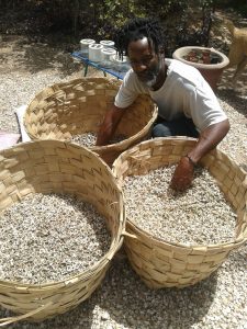 collection of Moringa seed