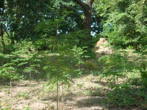 Moringa Trees